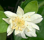 Tuoksupomeranssin kukka