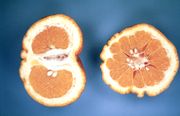 Rumeliini, Citrus 'Ugli'