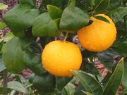'Vainiglia Sanguigno' blood orange