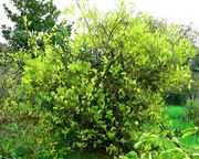 Vangassay, Citrus jambhiri