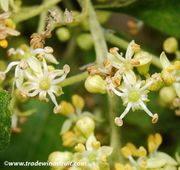 Casimiroa edulis, White Sapote