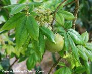 Casimiroa edulis, White Sapote