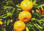 Vlimerenmandariini, Citrus deliciosa