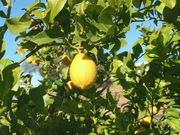 'Yen Ben' Lisbon lemon
