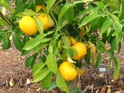 Yuzu