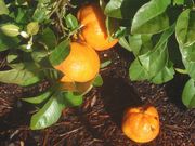 Zadaidai sour orange, Citrus rokugatsu